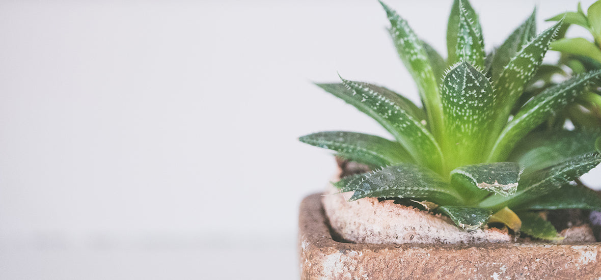 Aloe vera plant pot, as part of vegan collagen foods.