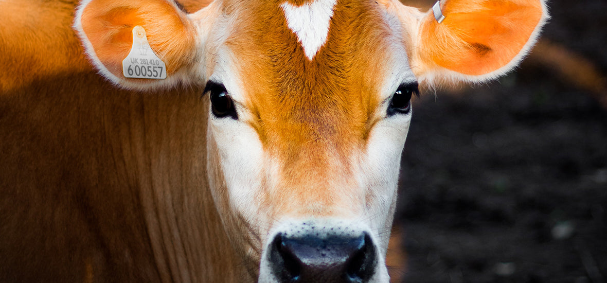 Different types of collagen - the face of a brown and white cow.