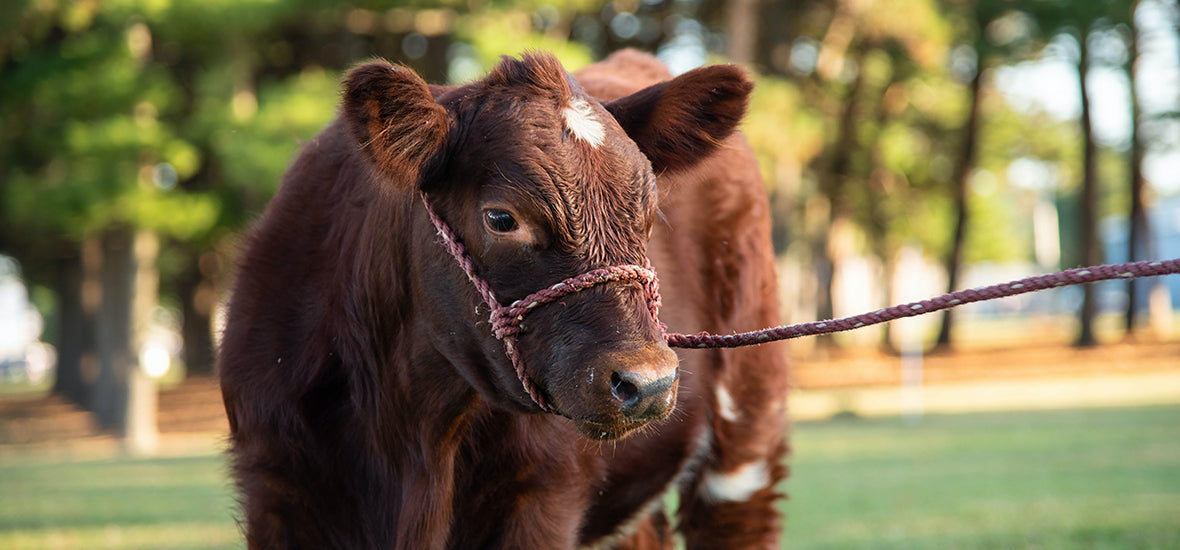 A brown cow with white patches tied with a rope.