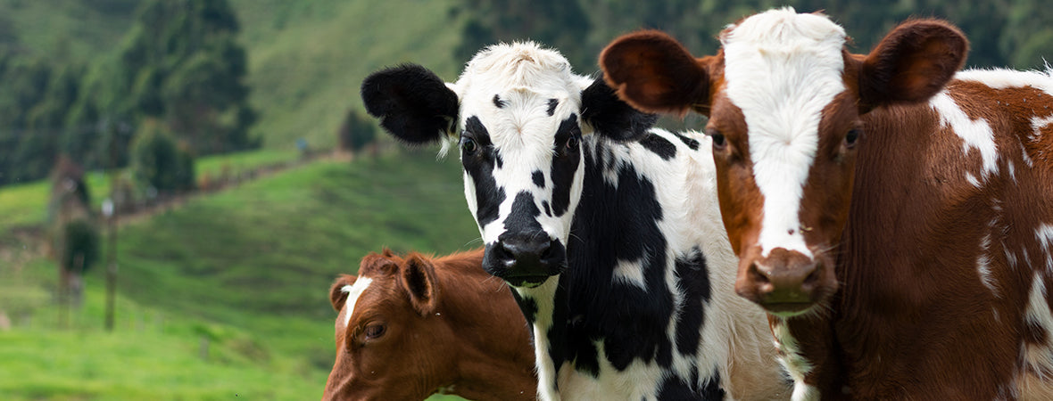 Cows looking into the camera.