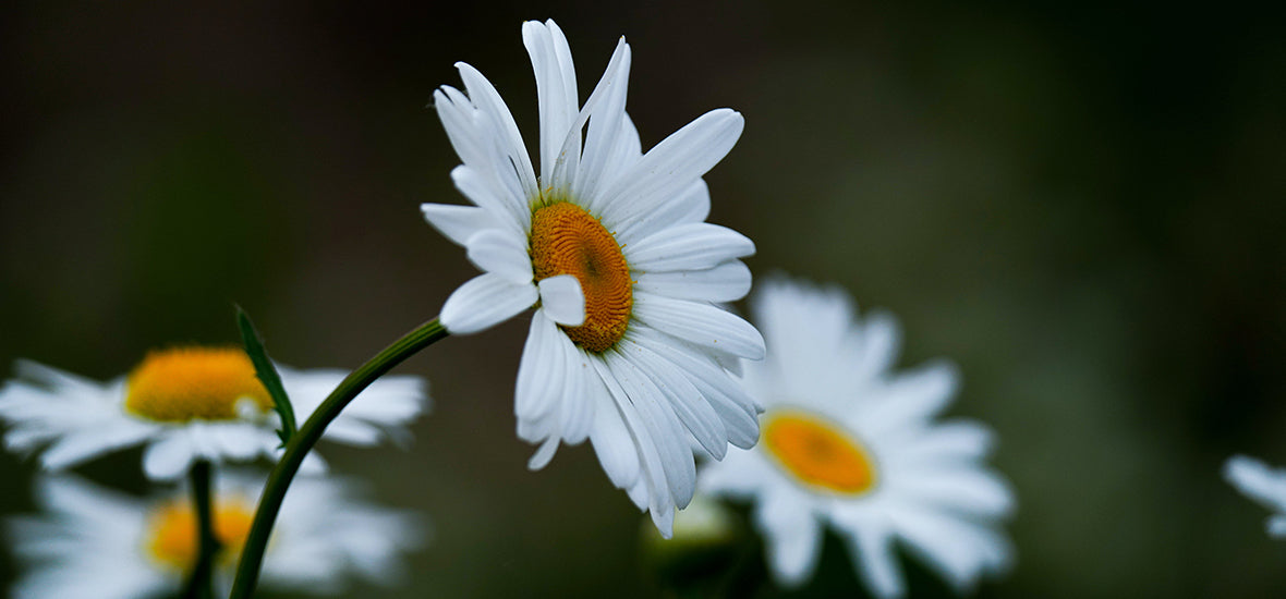 Close-up of a white daisy.