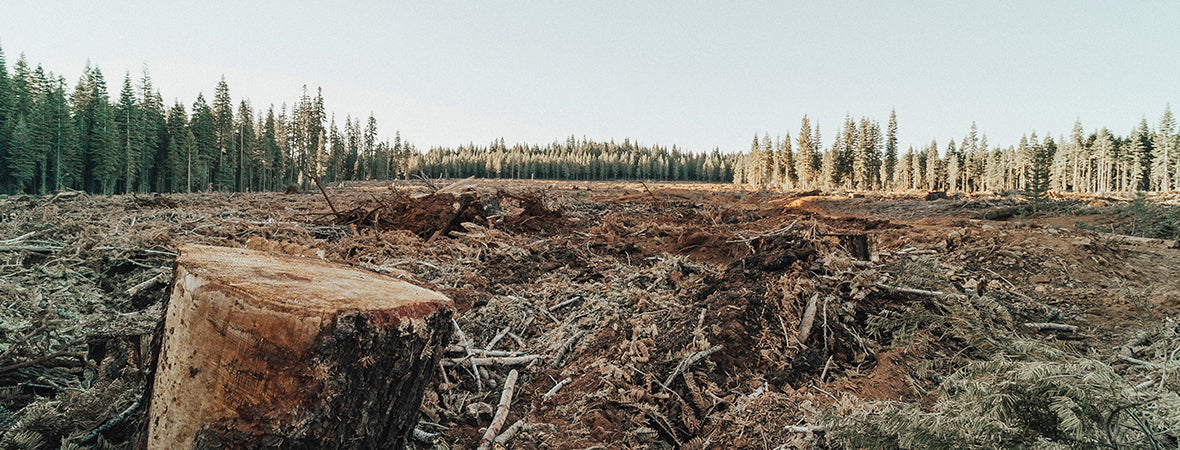 Forest trees cut down and removed, leaving tree stumps and empty space.