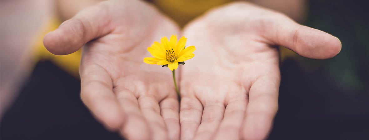 Hands holding a yellow flower.