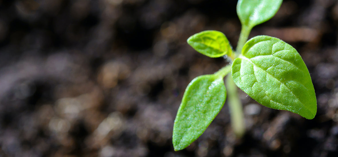 Close-up of small green plant pushing through the soil.