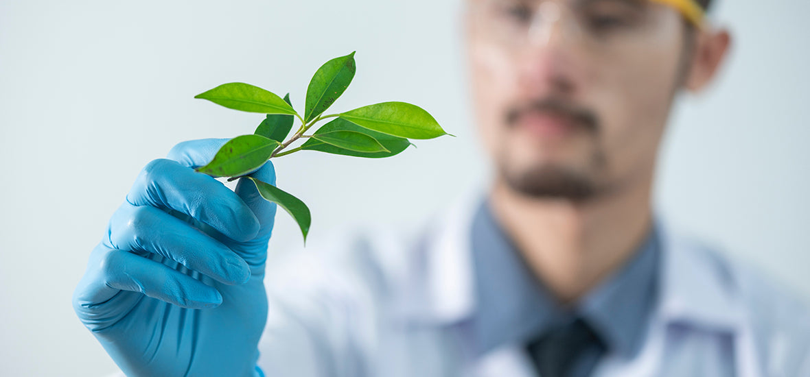 Scientist wearing a blue glove and holding up a plant for VeCollal® collagen.