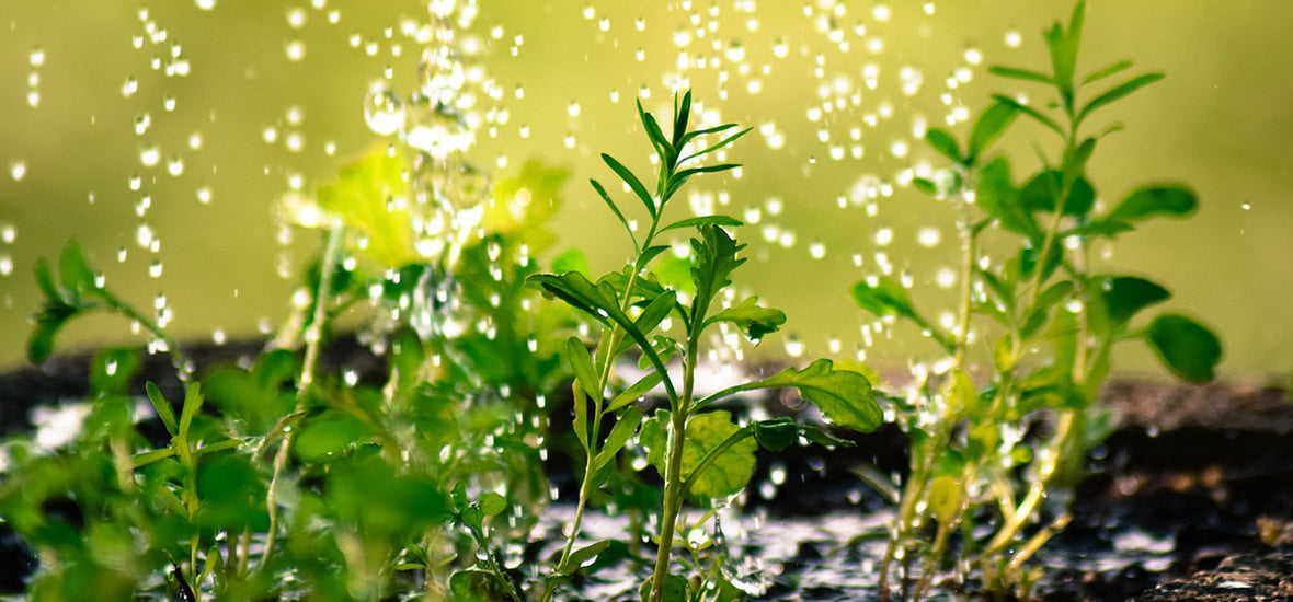Water splashing down onto growing plants and flowers.