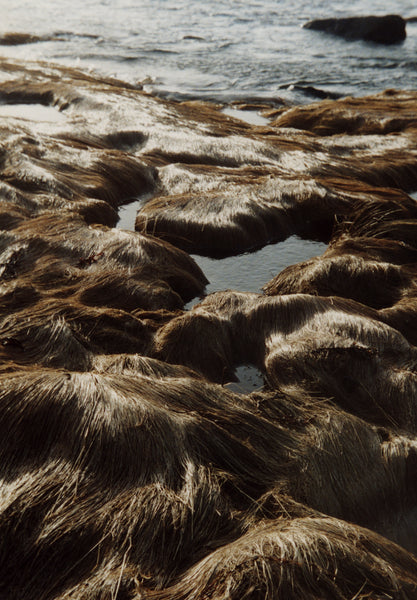 Huge Photo Untitled Wet Grass 34 X 49 Pw Elverum And Sun