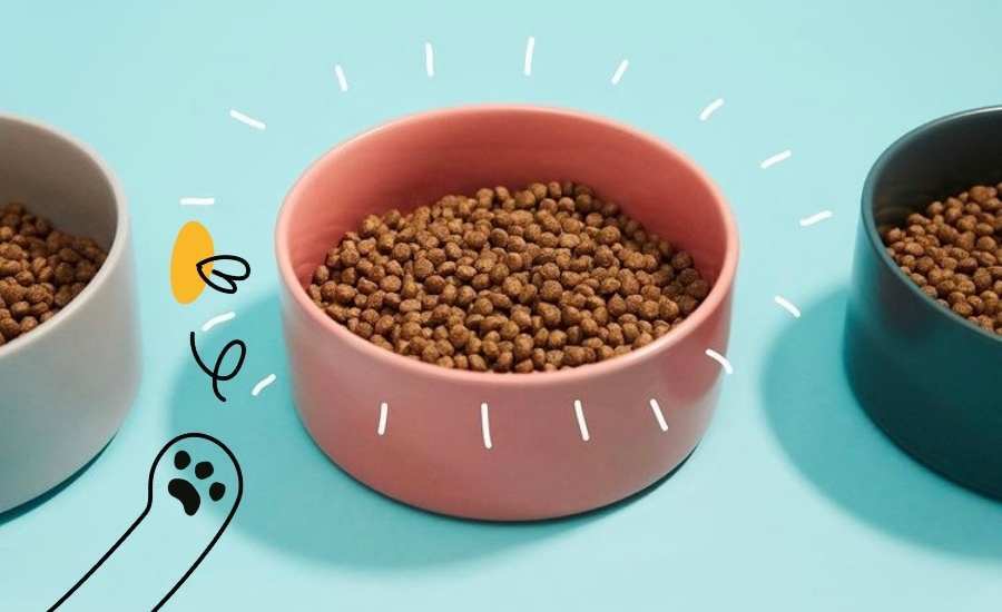 Why cats need a high protein diet Lovebug Pet Food