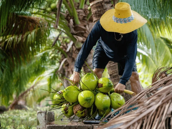 agriculture-harvesting-perfume-coconut-by-600nw-1864172089.webp__PID:c83703cd-c072-4e38-ae3e-df6e22a6ee59