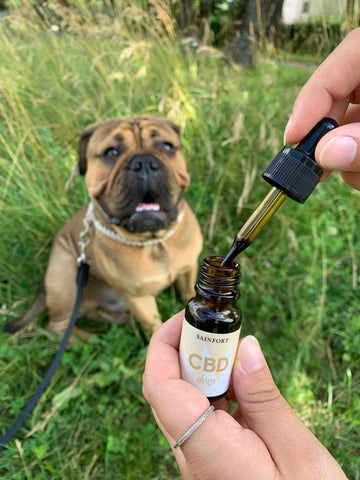 CBD OEL for dogs, Sainfort CBD Shop Switzerland, against fear and restlessness at fireworks