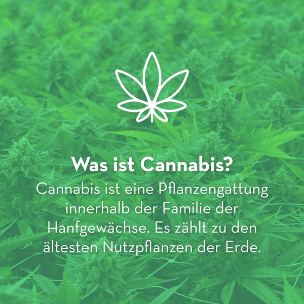 Cannabis, Sainfort, CBD Online Shop Suisse, Produits CBD