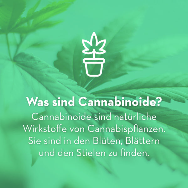 Cannabis, Sainfort, CBD Online Shop Switzerland, CBD products