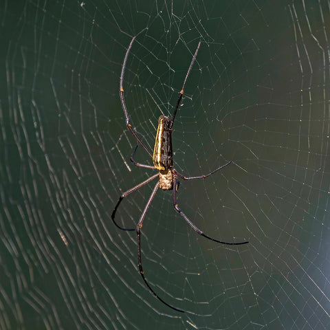 Orb weaving spider photo, Charles James Sharp, Wikimedia Commons