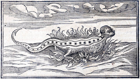 fire salamander, stock illustration,1560 ad