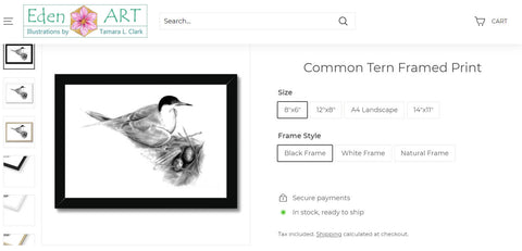 Go to Shop page for Common Tern illustration by Tamara Clark