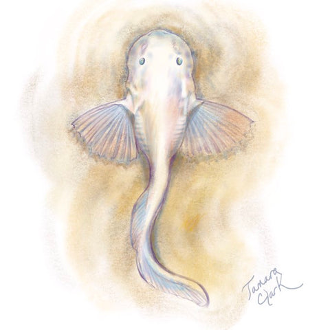 Ghostfish illustration by Tamara Clark