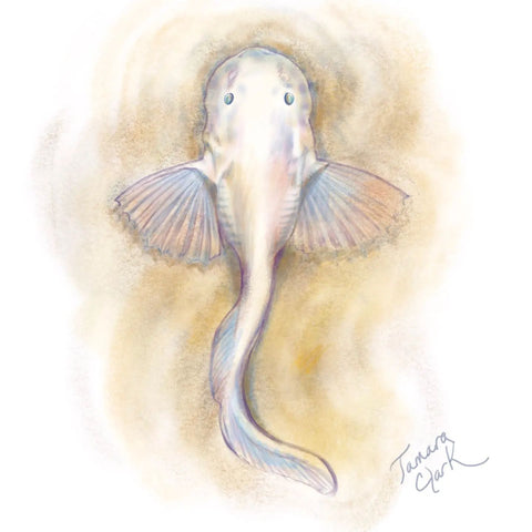 Ghostfish Illustration by Tamara Clark, Eden Art