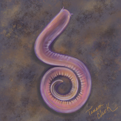 Hagfish Illustration by Tamara Clark, Eden Art