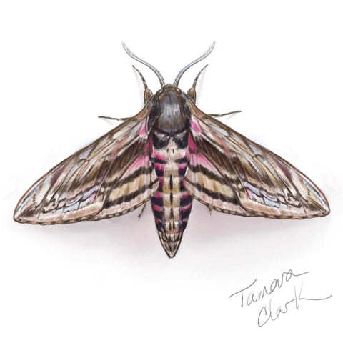 Pink- spotted hawkmoth illustration by Tamara Clark