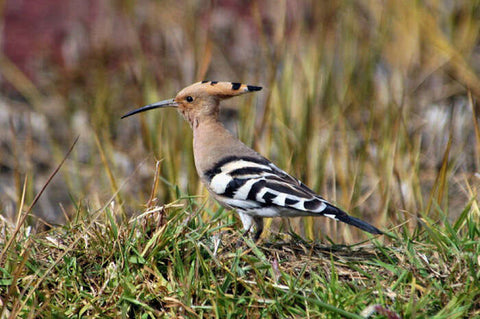 Hoopoe photograph: From Encyclopedia of Life (CC)