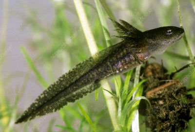 Red eft newt larva, dreamtime stock photo