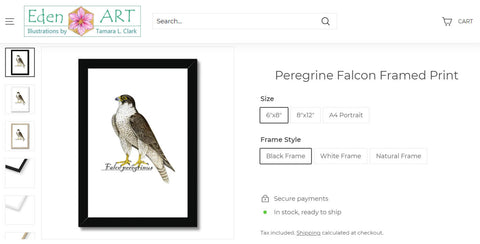 Go to Shop page for Peregrine Falcon by Tamara Clark