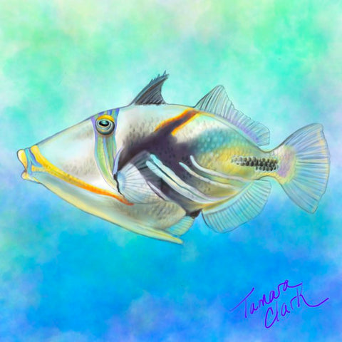 Picasso Triggerfish illustration by Tamara Clark, SundayFishSketch blog