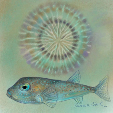 Pufferfish Illustration by Tamara Clark