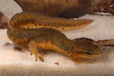 Adult red- spotted newt, eol CC photo