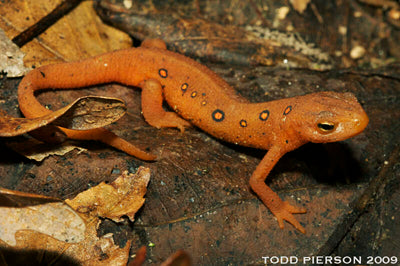 Red-spotted newt, eft stage, eol CC photo