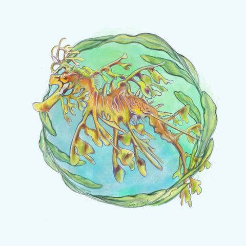 Seadragon illustration by Tamara Clark, SundayFishSketch blog
