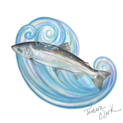 Silver Salmon Illustration by Tamara Clark