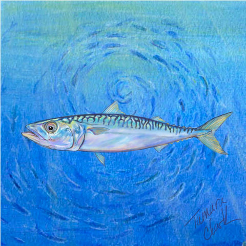 Mackerel, Illustration by Tamara Clark