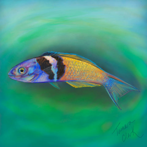 Bluehead wrasse, Illustration by Tamara Clark