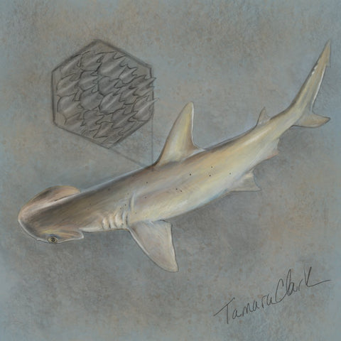 Bonnethead Shark, Illustration by Tamara Clark