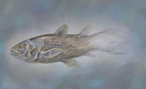 Coelocanth, Illustration by Tamara Clark