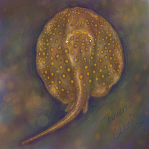 Freshwater stingray, illustration by Tamara Clark