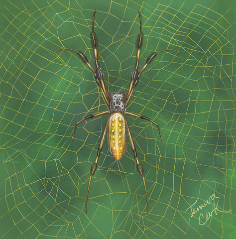 Golden orb weaving spider, Illustration by Tamara Clark, Eden Art