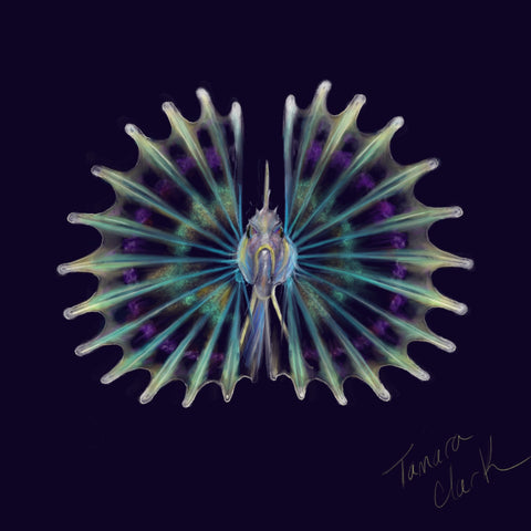 Lionfish larva, Illustration by Tamara Clark