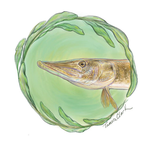 Muskie, Illustration by Tamara Clark