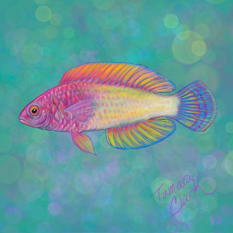 Rose-veiled fairy wrasse, Illustration by Tamara Clark