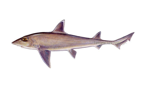 Smooth Dogfish, Illustration by Tamara Clark