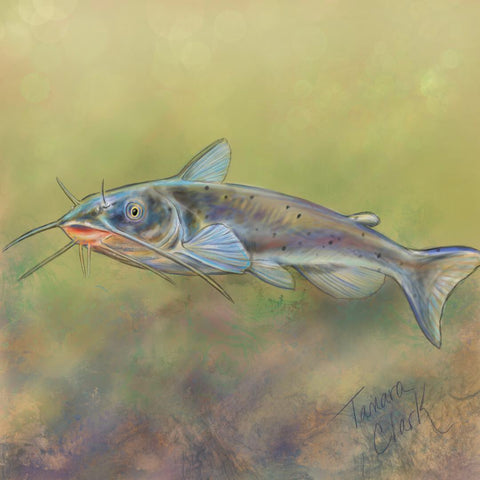 Yaqui catfish, Illustration by Tamara Clark