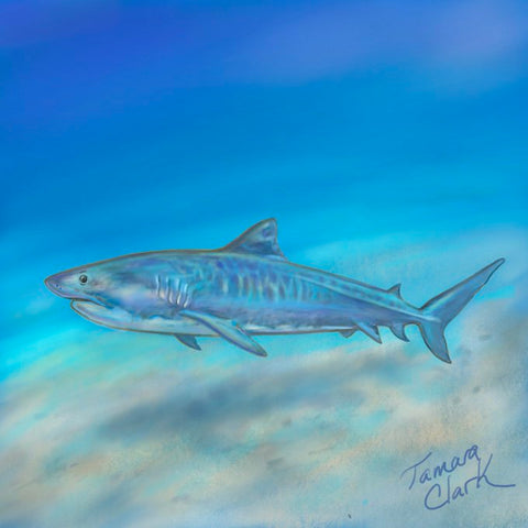 Tiger shark illustration by Tamara Clark