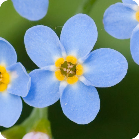 Forget Me Not photo