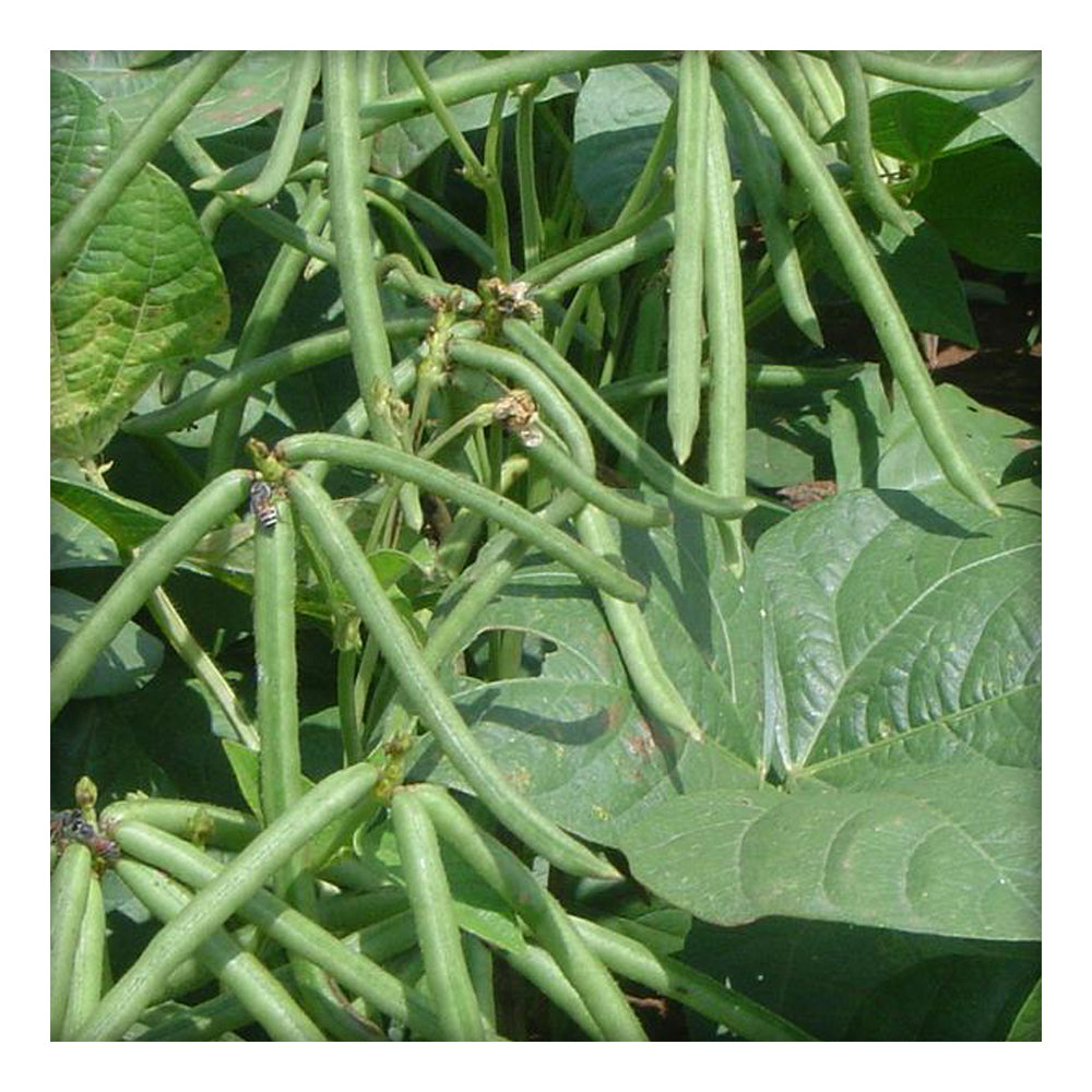 Moong Dal - Seed – Sunantha Organic Farms
