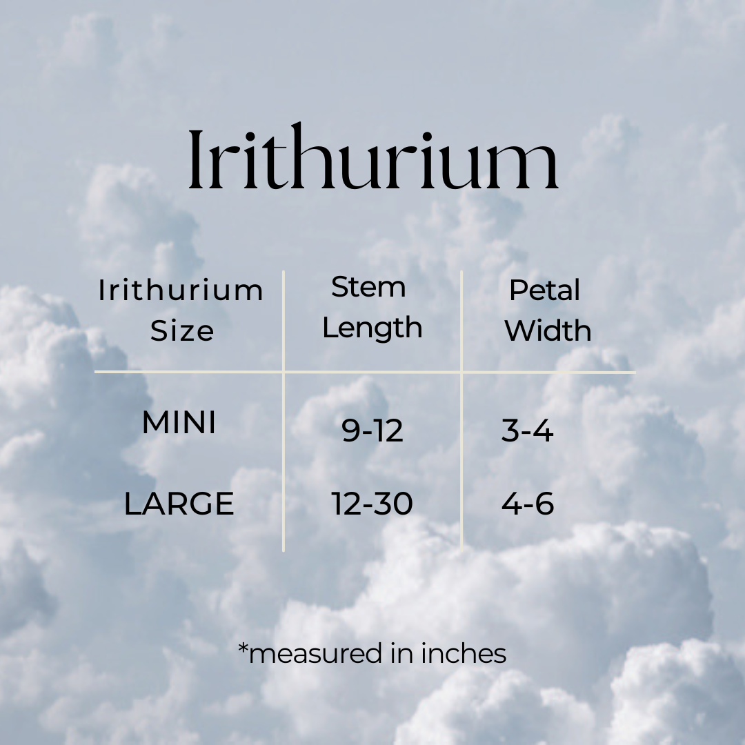 Irithurium size chart. Mini: 9-12" long, 3-4" wide. Large: 12-30" long, 4-6" wide.