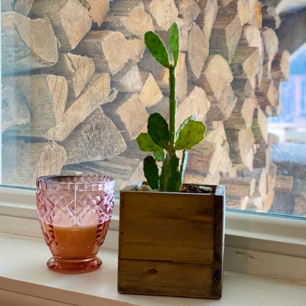 Plant on window sill