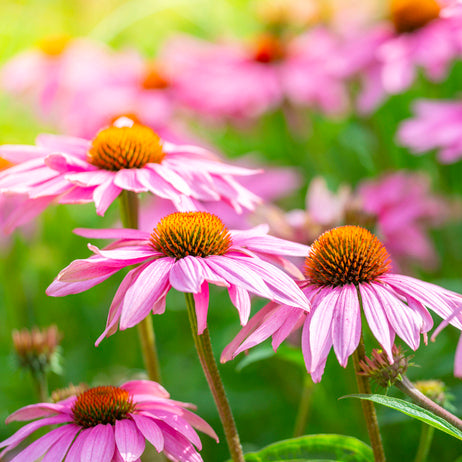 Echinacea 