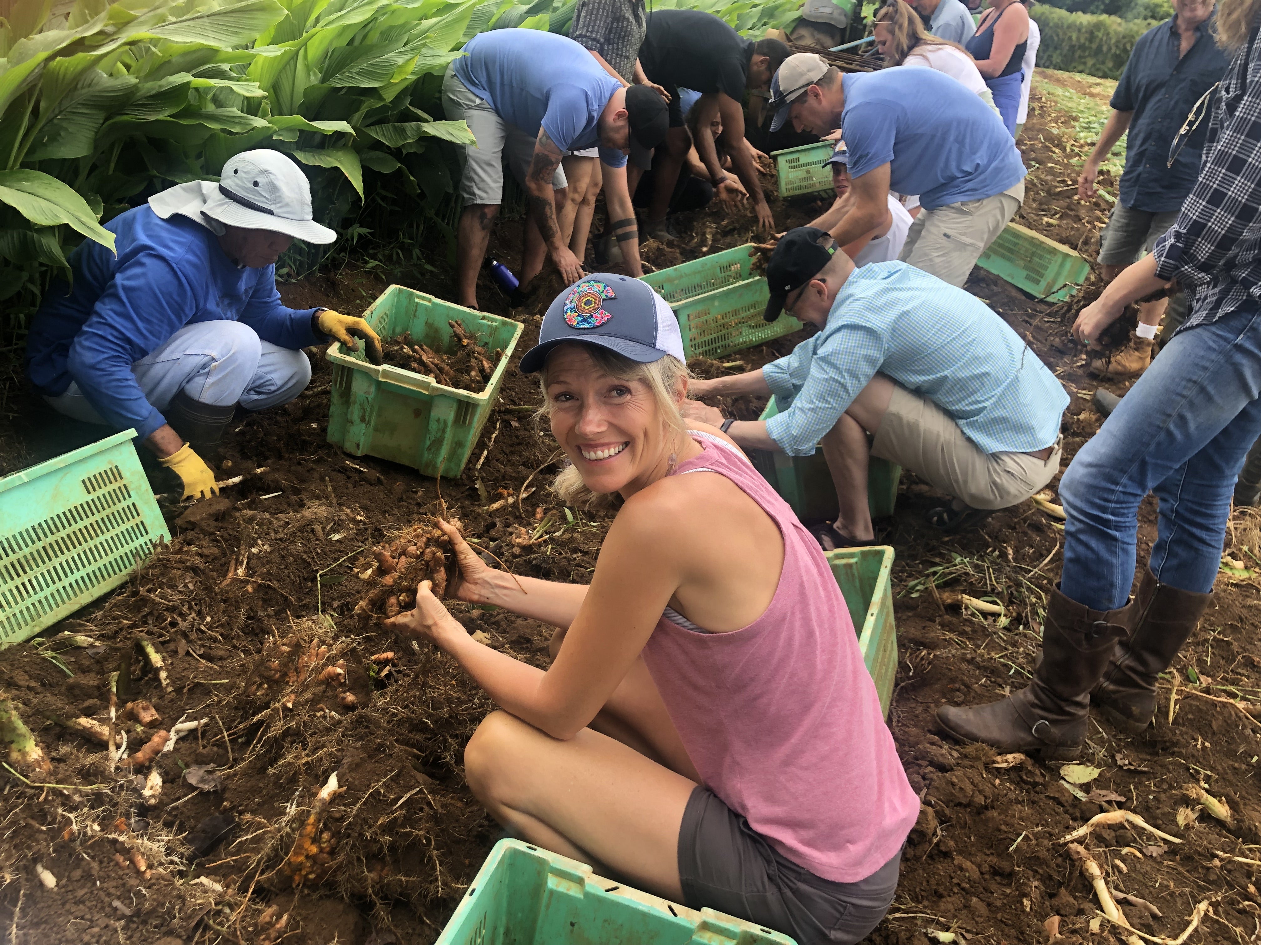 Erin Stokes of MegaFood harvests turmeric root at Kauai Organic Farms.